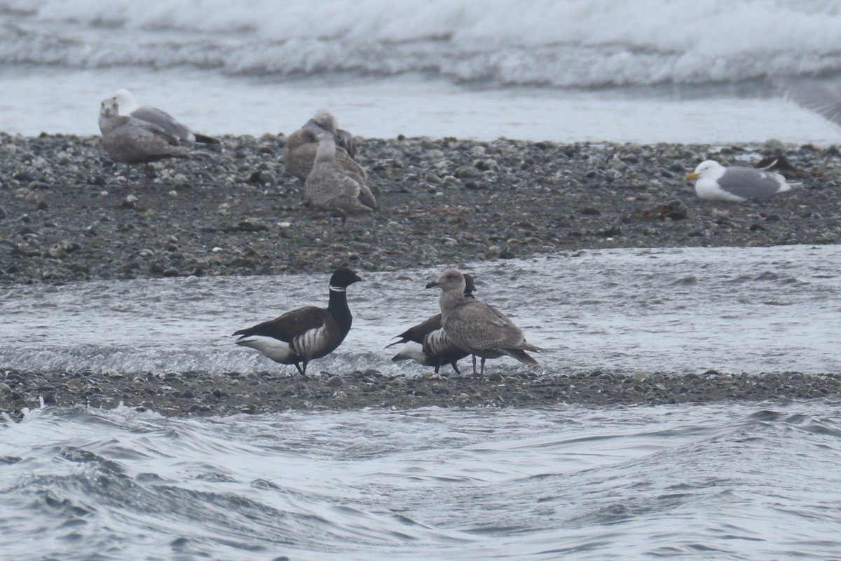 Казарка чорна (підвид nigricans) - ML557305111