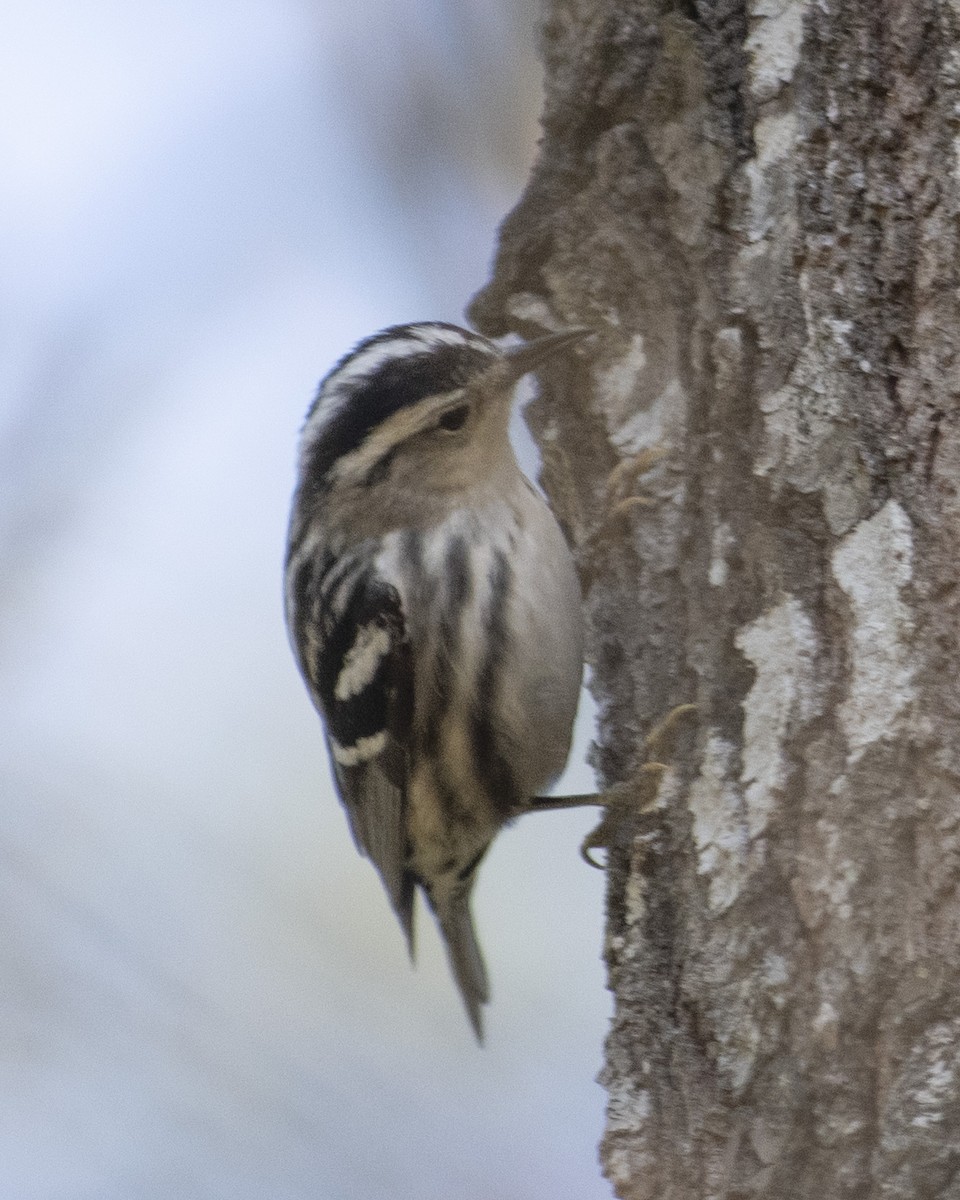 Black-and-white Warbler - ML557305161