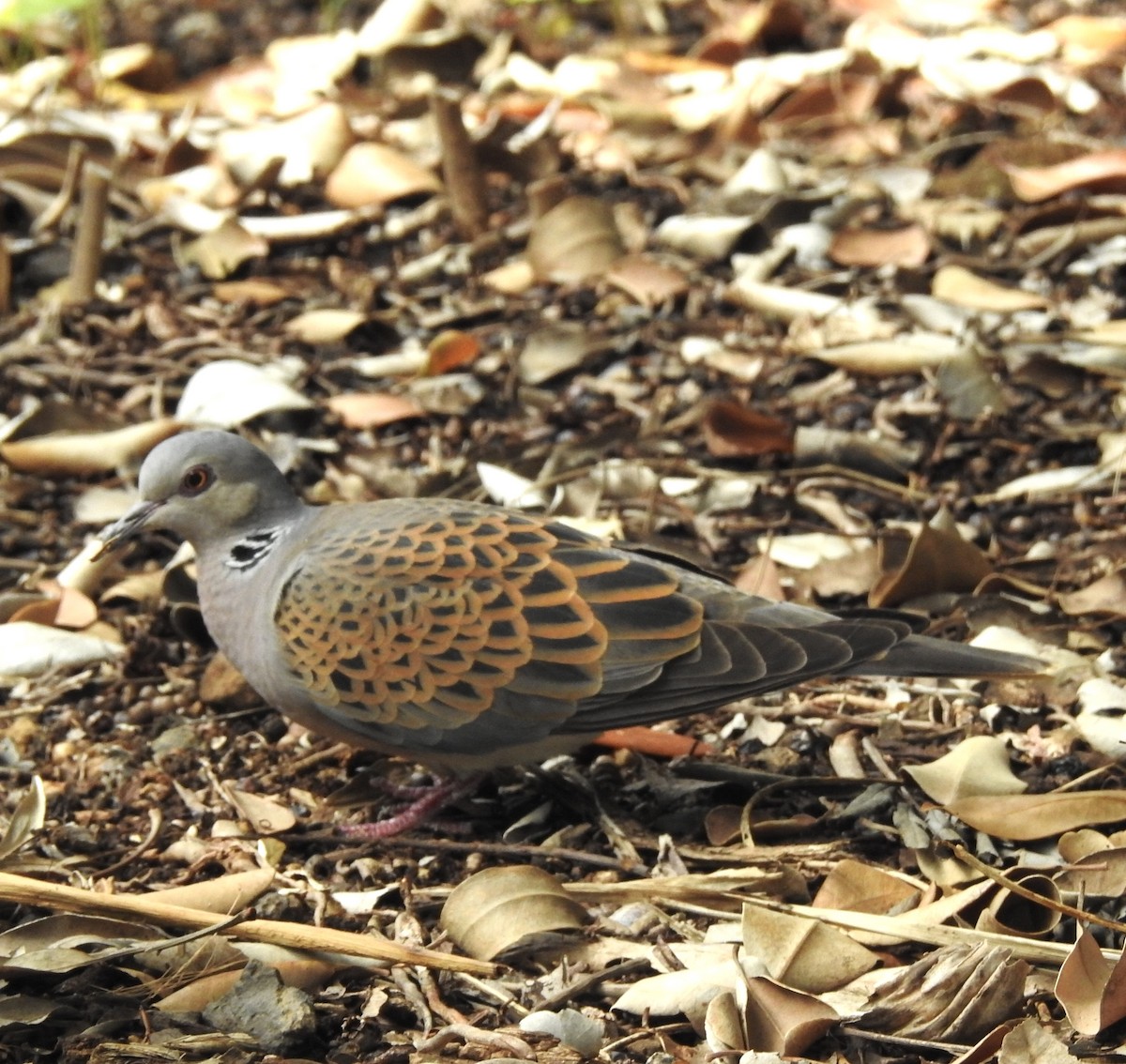 European Turtle-Dove - ML557305641