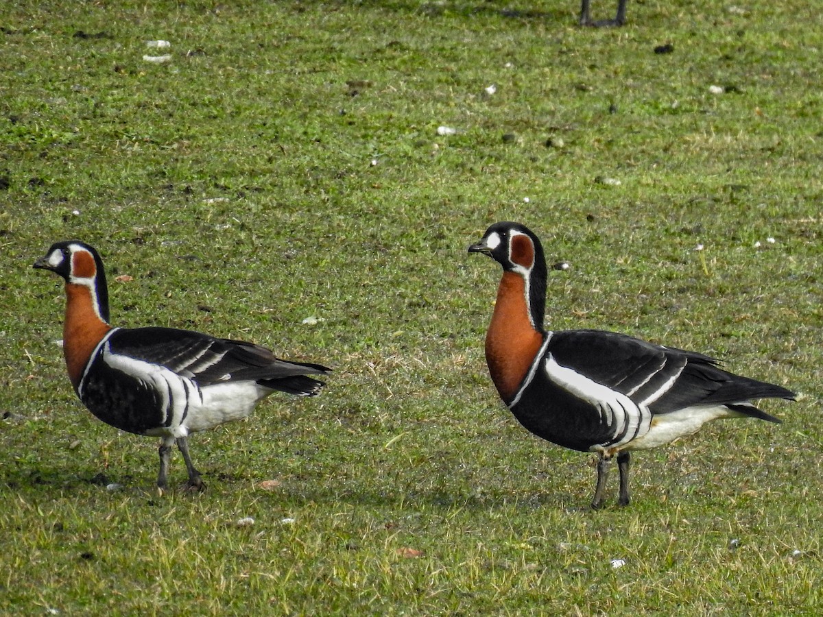 Red-breasted Goose - ML557306751