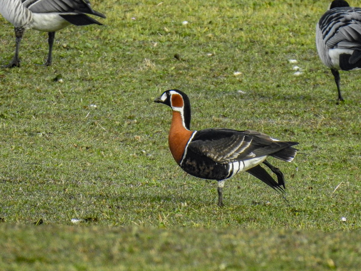 Red-breasted Goose - ML557306761