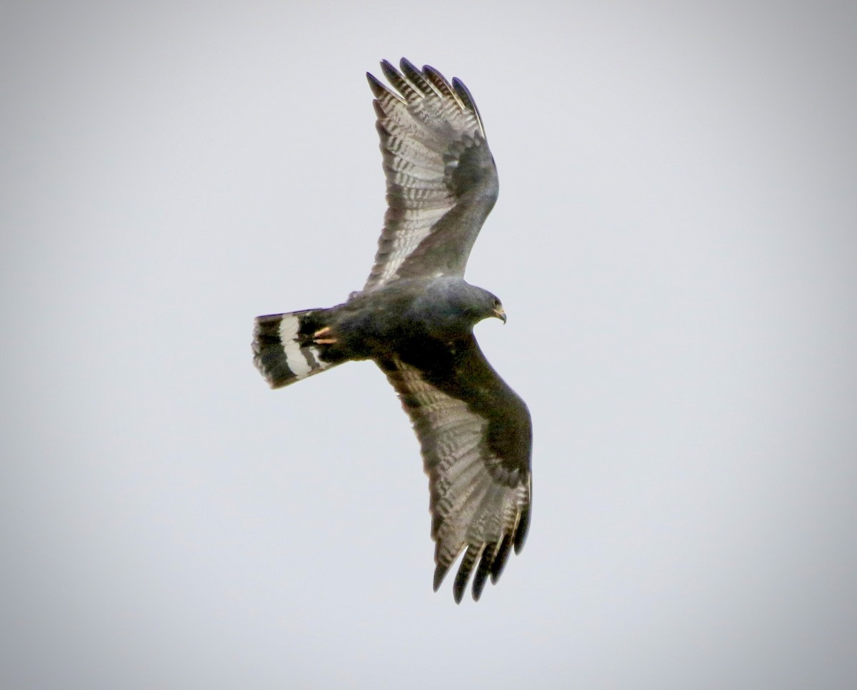 Zone-tailed Hawk - Bob Meinke