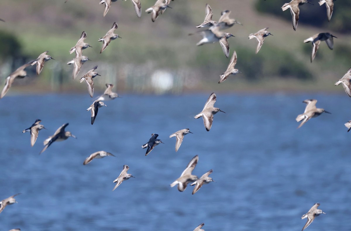 Dunlin - ML557308301