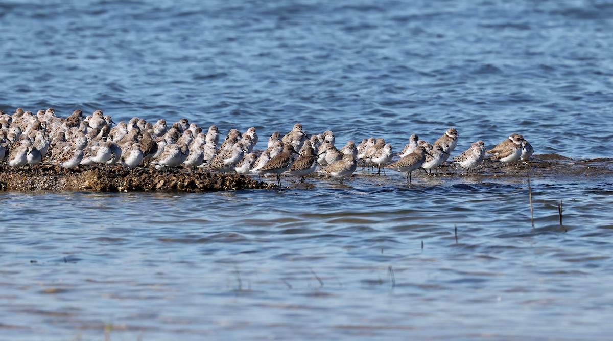 Dunlin - ML557308331