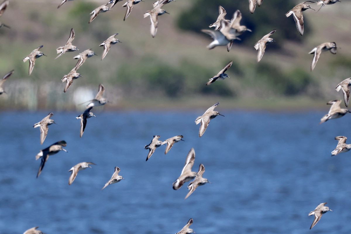 Dunlin - ML557308341