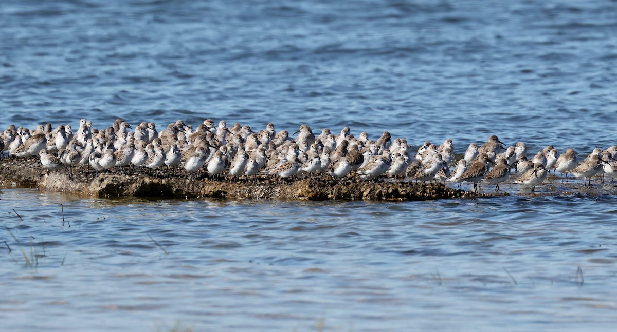 Dunlin - ML557308371