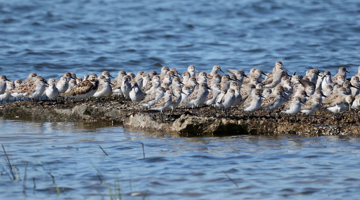 Dunlin - ML557308381