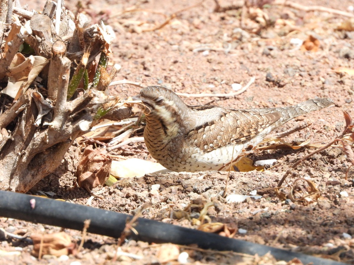 Eurasian Wryneck - ML557308581