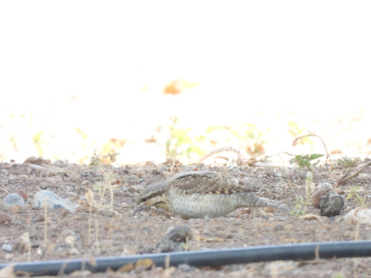 Eurasian Wryneck - Miguel Hernández Santana