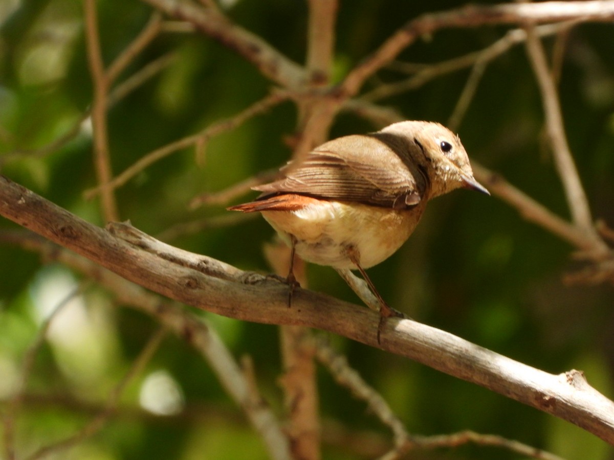 Common Redstart - Miguel Hernández Santana