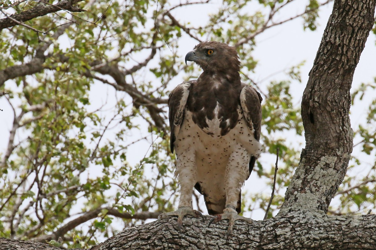 Martial Eagle - Jan Andersson