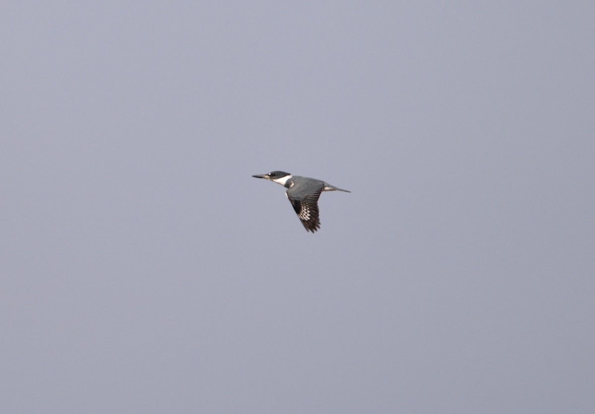 Belted Kingfisher - ML557309561