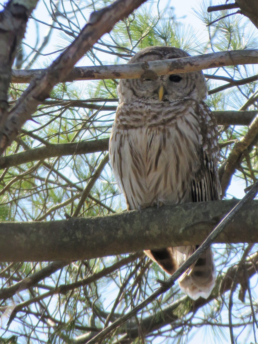 Barred Owl - ML557309781