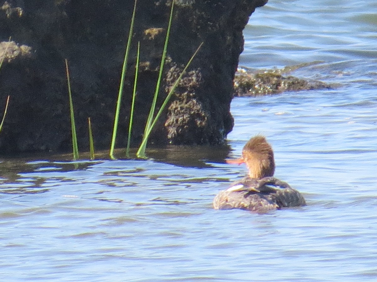Red-breasted Merganser - ML557310501