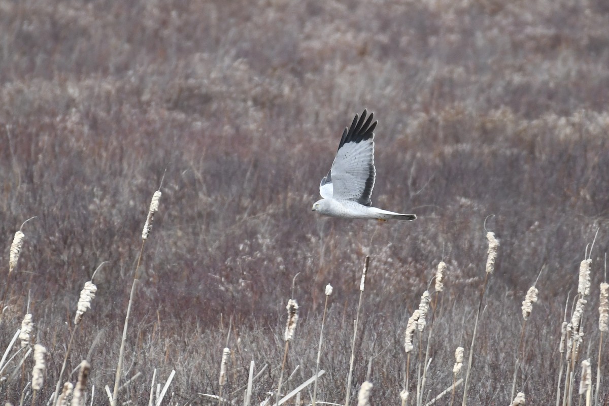 Northern Harrier - Tim Healy