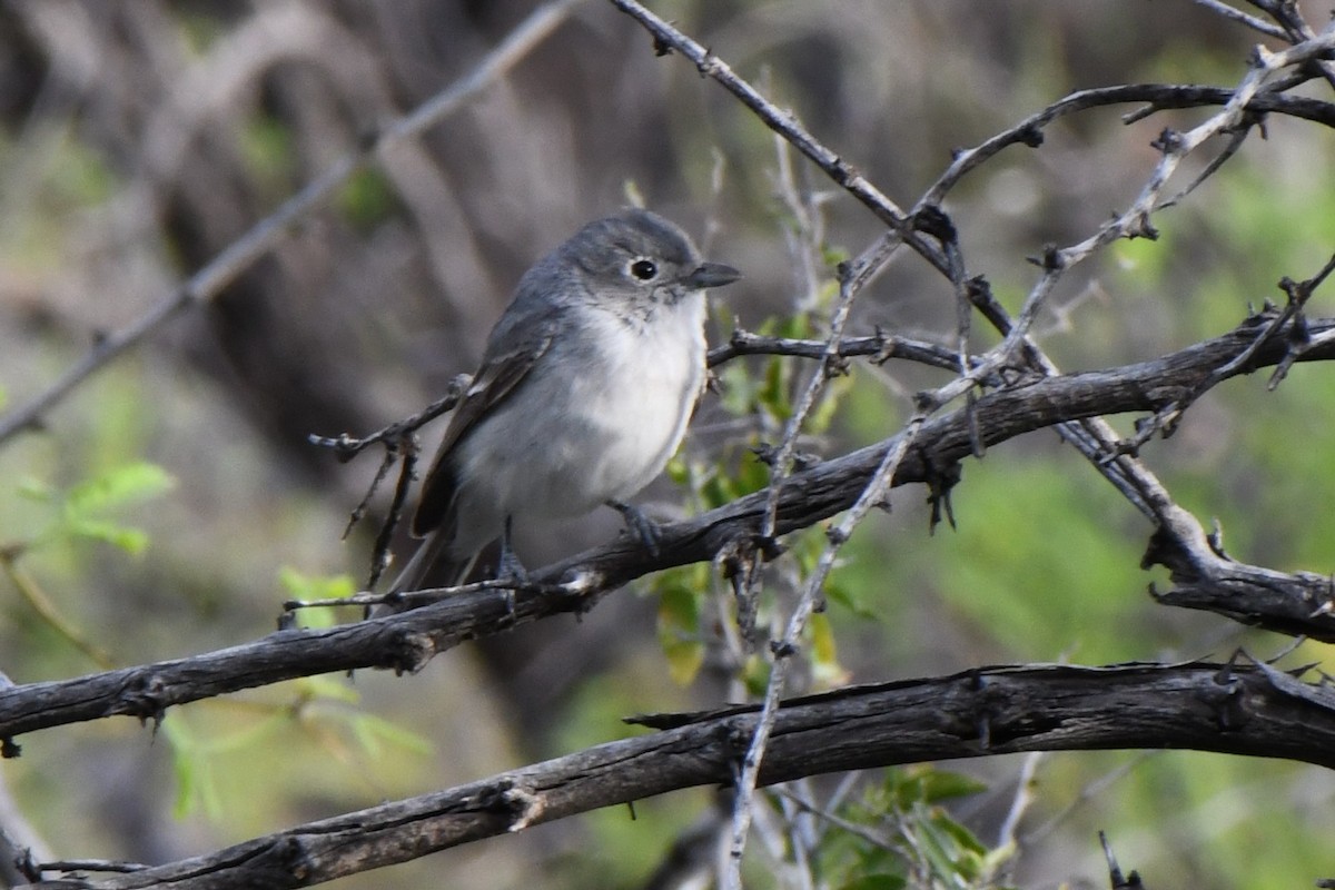 Gray Vireo - ML557311911