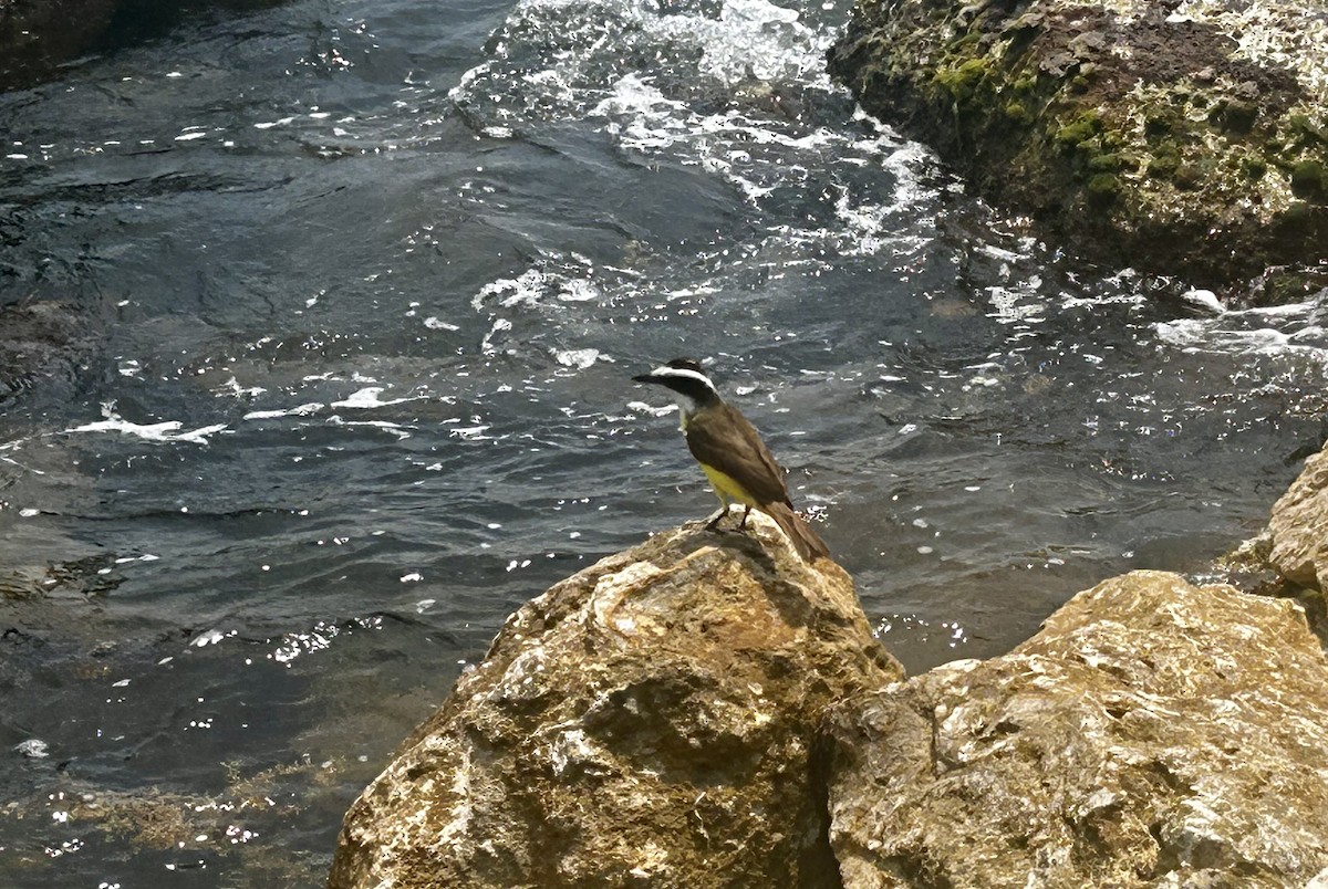 Great Kiskadee - ML557312001