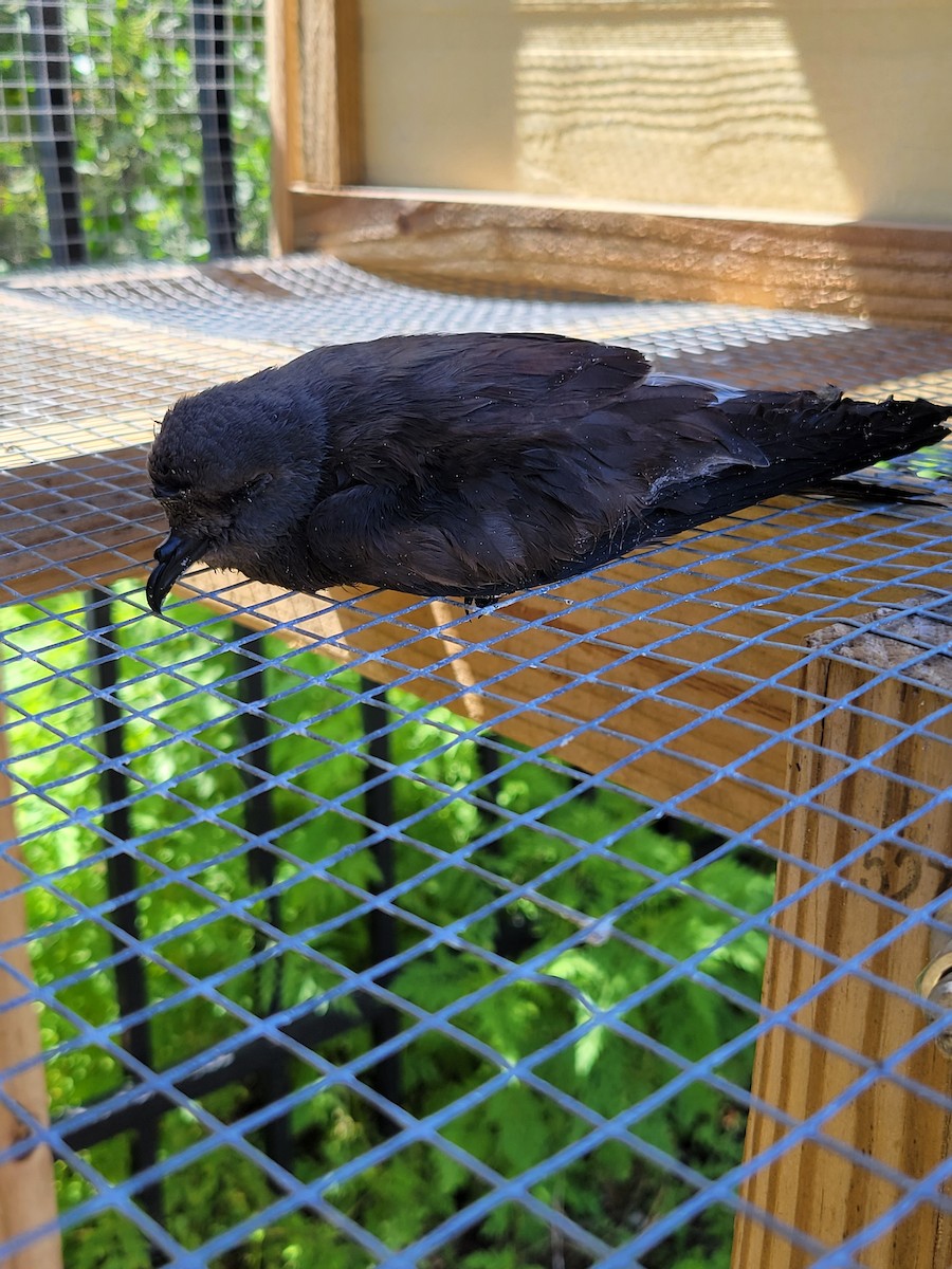 Leach's Storm-Petrel - ML557312281