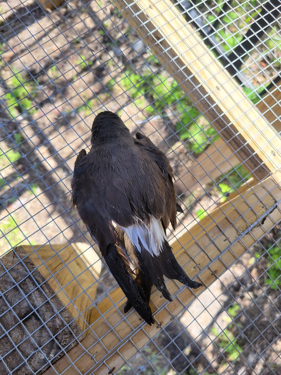 Leach's Storm-Petrel - ML557312291