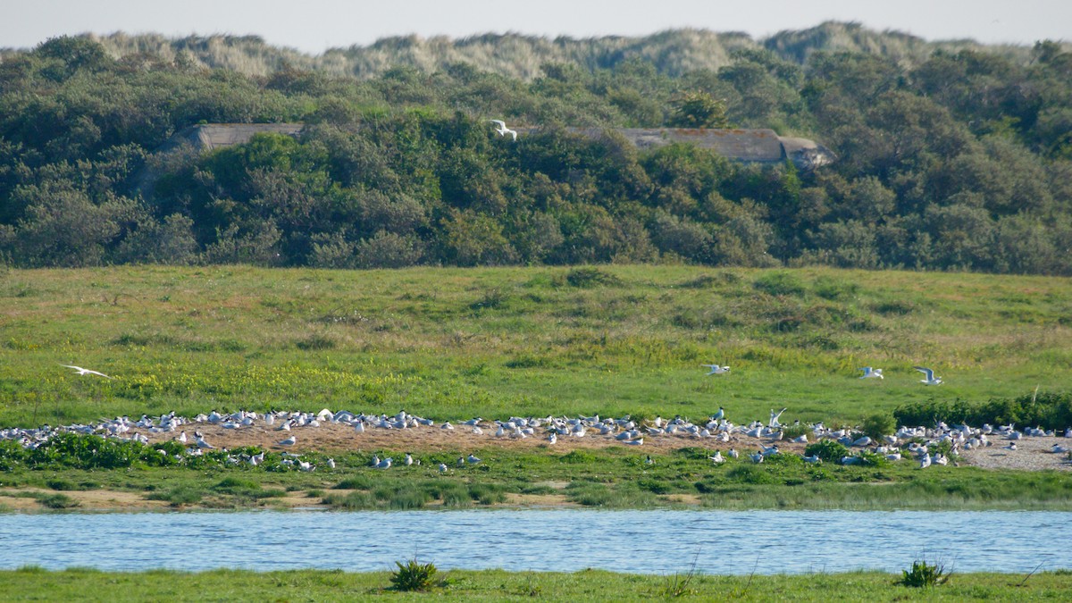 Sandwich Tern - ML557313651