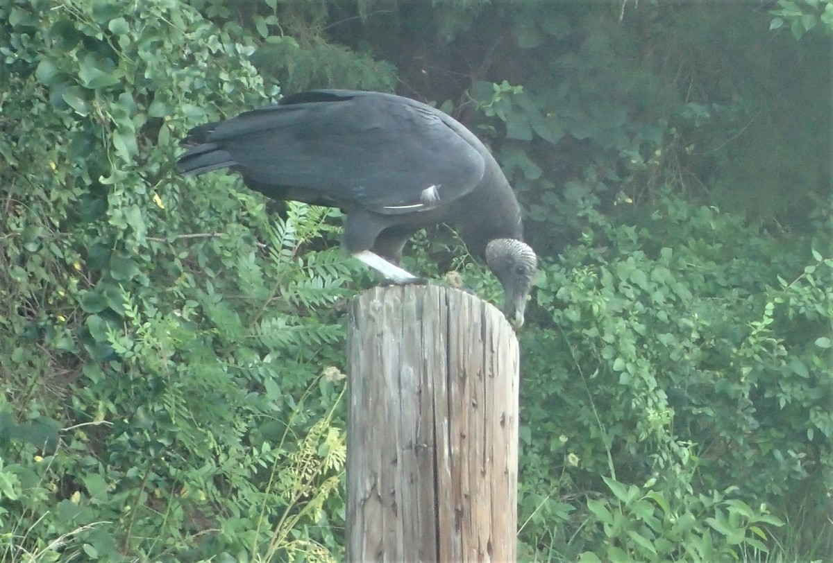 Black Vulture - Bob Packard