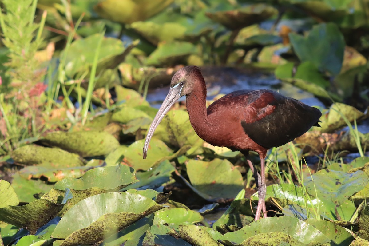 Glossy Ibis - Margaret Viens