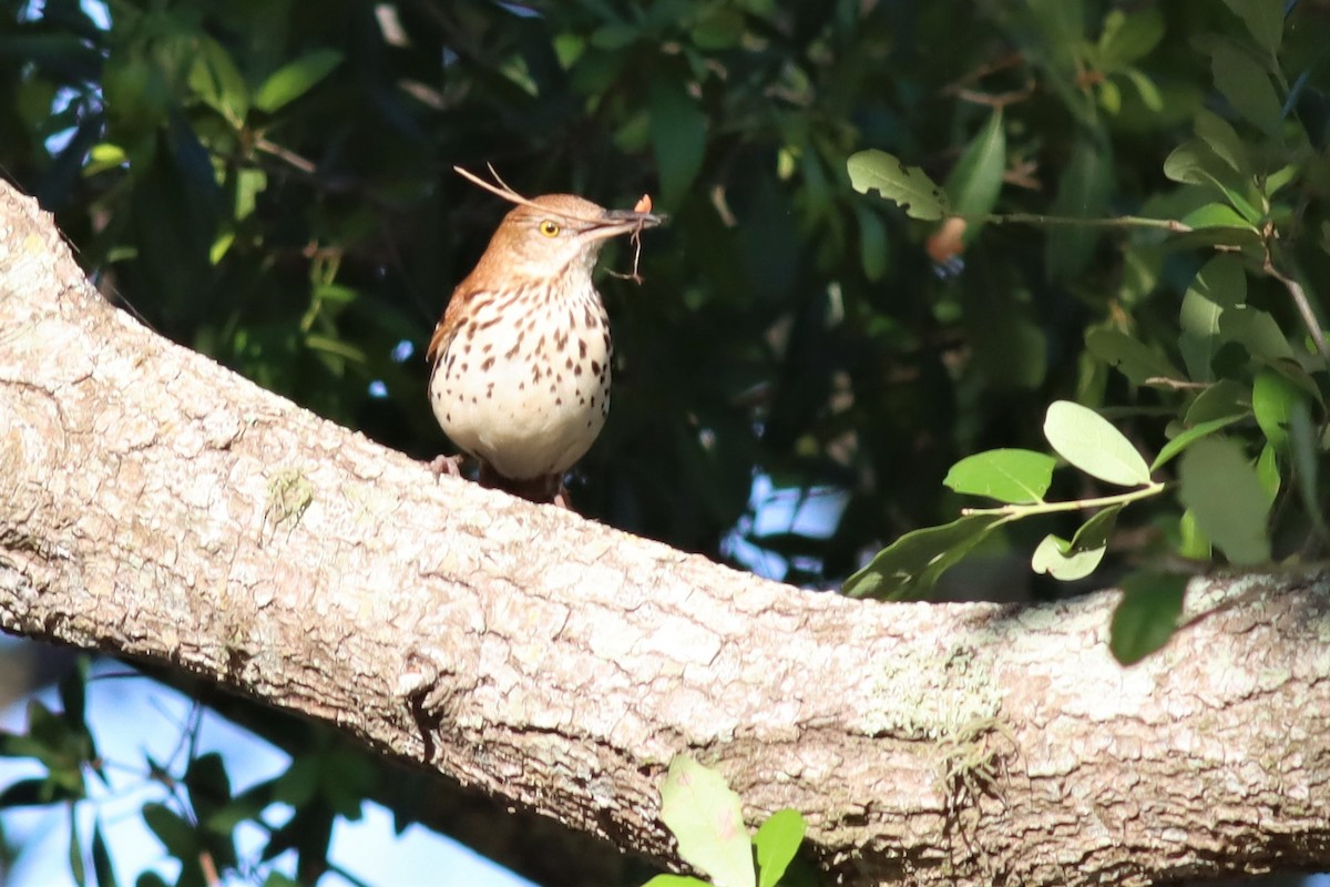 Brown Thrasher - ML557315281