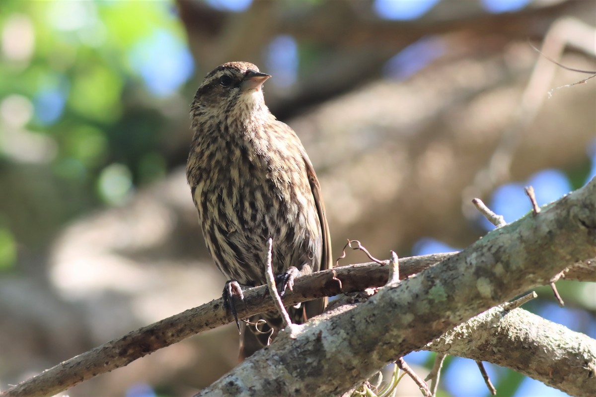 Red-winged Blackbird - ML557315761