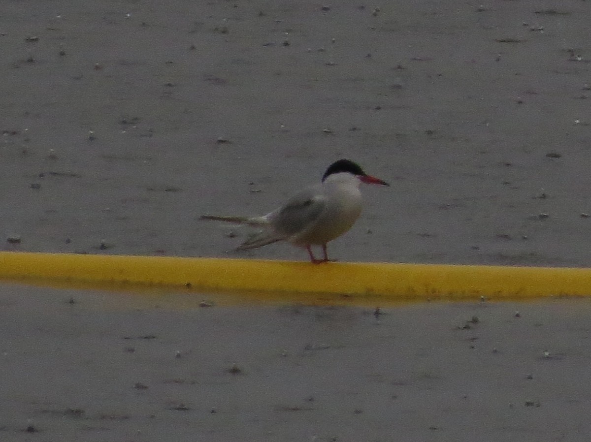 Common Tern - ML55731641