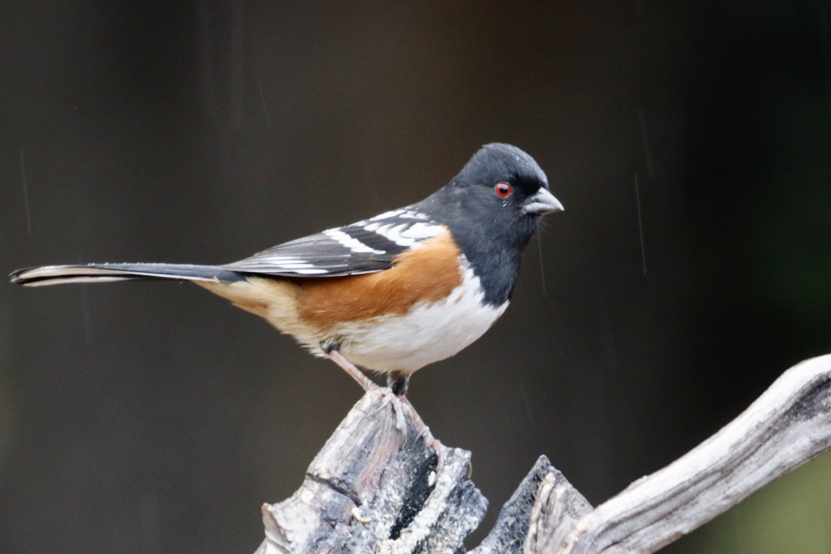 Spotted Towhee - ML557316481