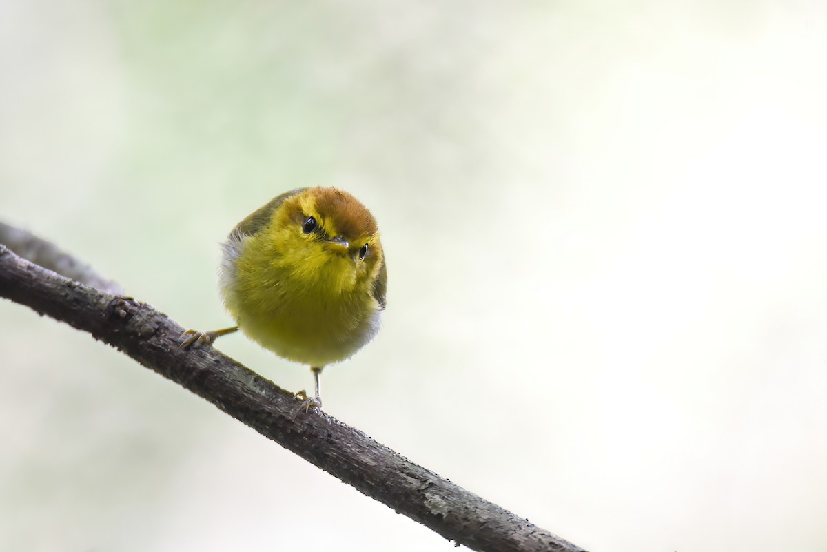 Yellow-throated Woodland-Warbler - Regard Van Dyk