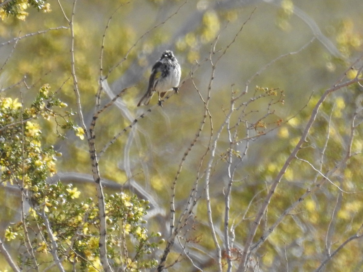 Yellow-rumped Warbler (Myrtle) - Whitney Tsai