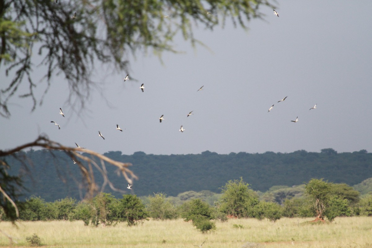 White Stork - ML557318041