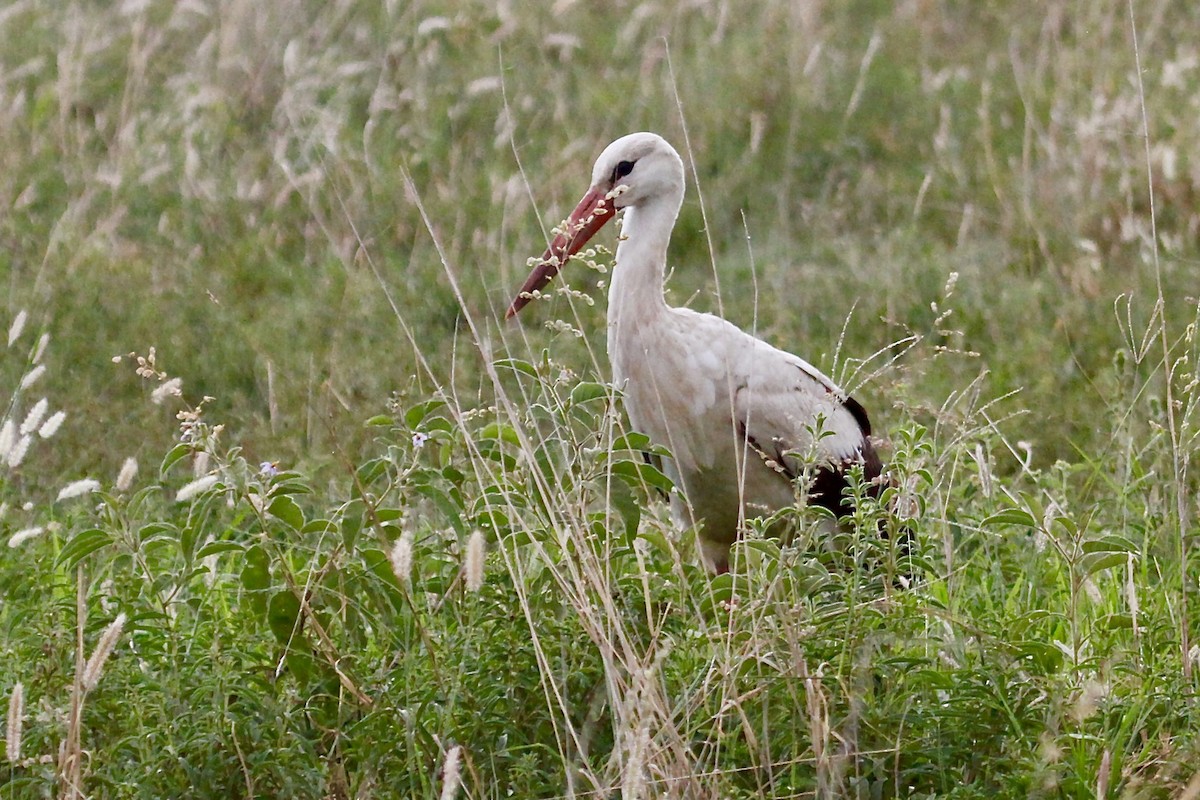 White Stork - ML557318181