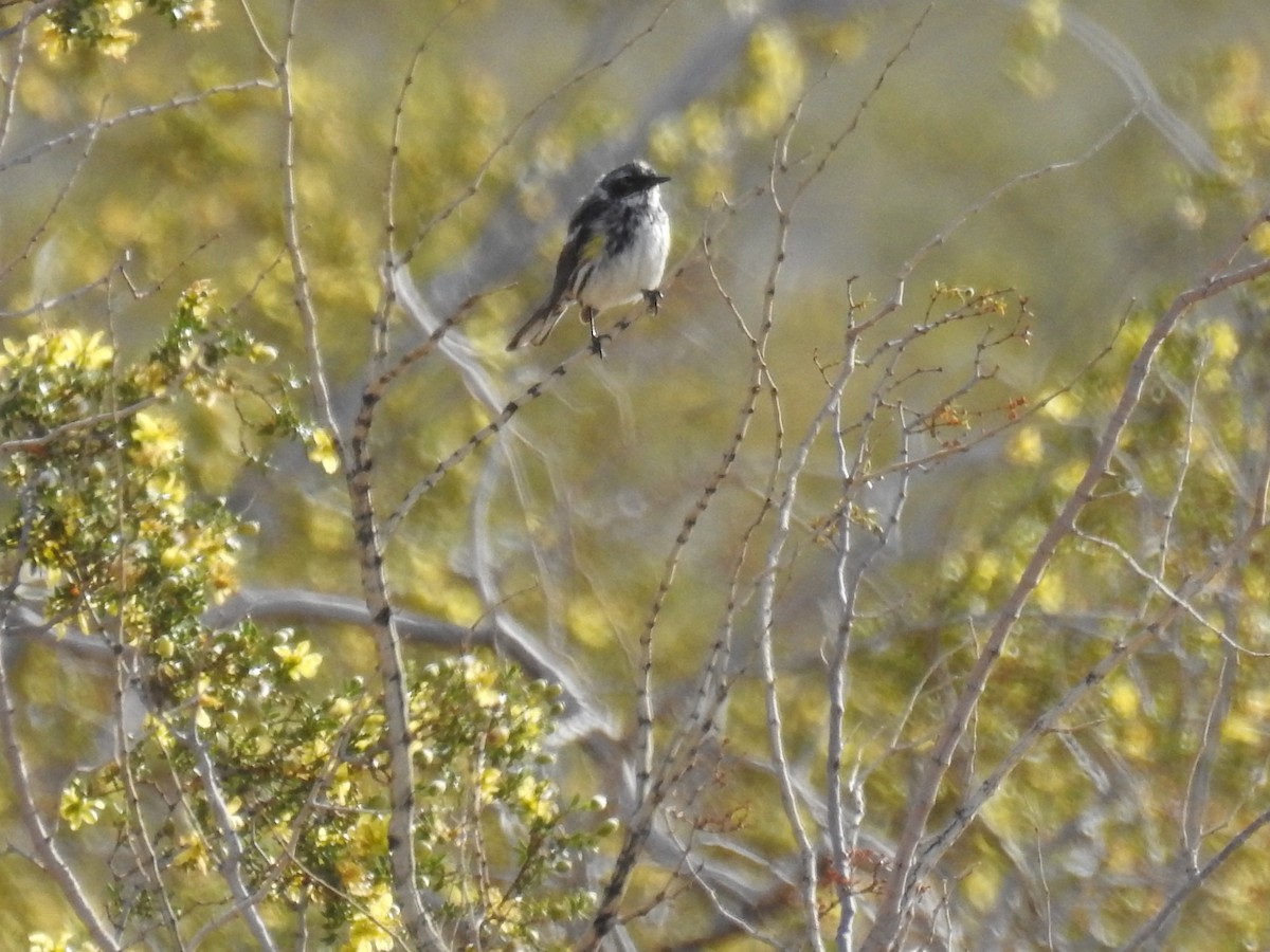 Reinita Coronada (coronata) - ML55731821