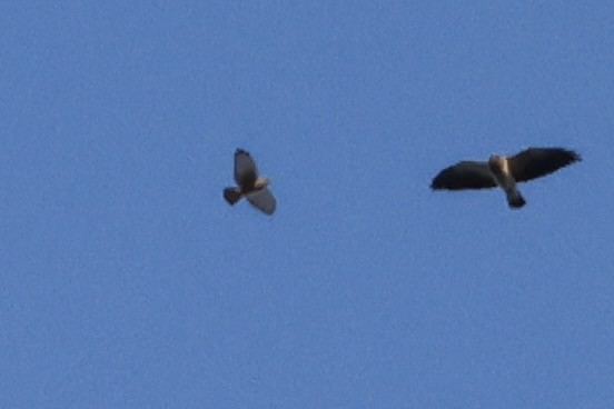 Broad-winged Hawk - ML557319601