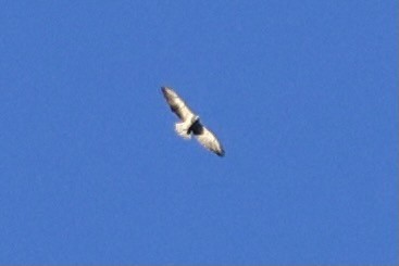 Swainson's Hawk - ML557319681