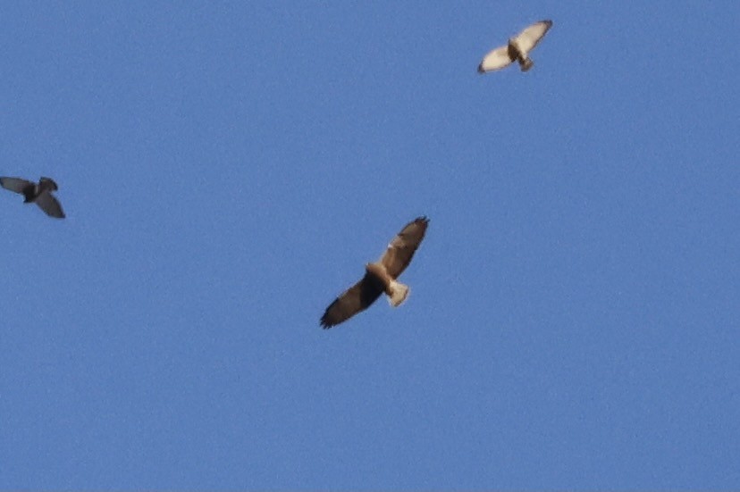 Swainson's Hawk - ML557319711