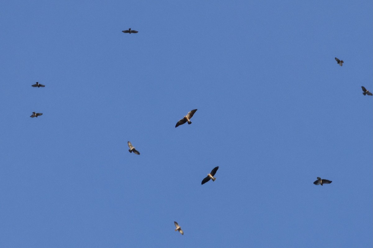 Swainson's Hawk - ML557319731