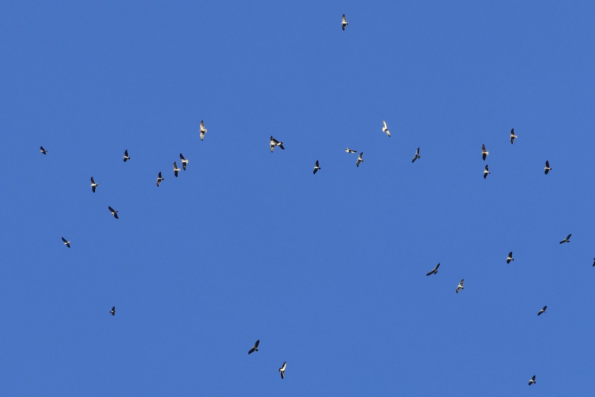 Swainson's Hawk - ML557319741