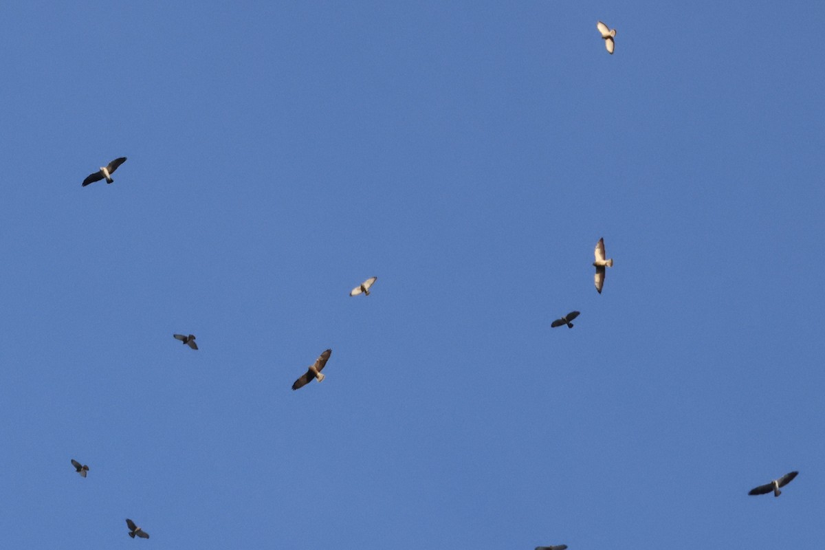 Swainson's Hawk - ML557319751