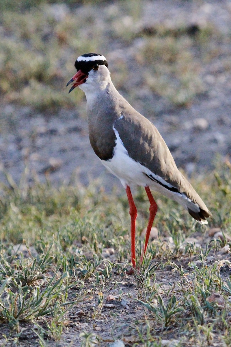 Crowned Lapwing - ML557319891