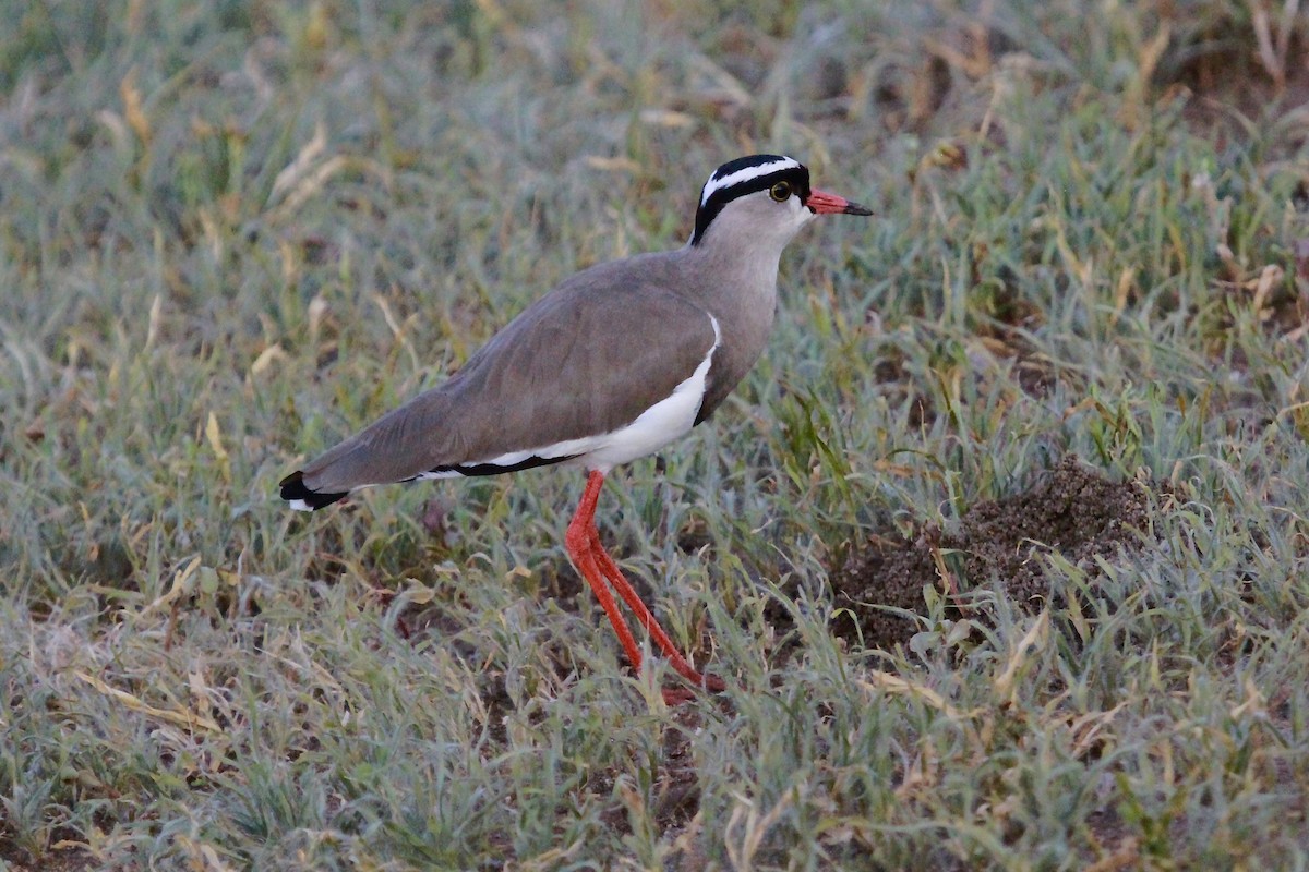 Crowned Lapwing - ML557320491