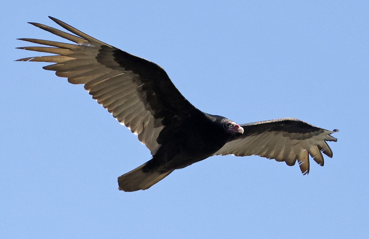 Turkey Vulture - ML557320901