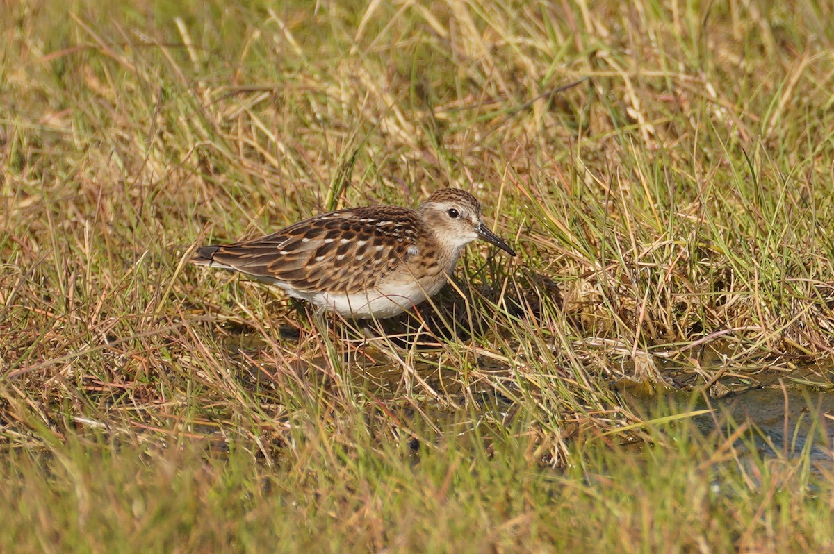 Wiesenstrandläufer - ML557321171