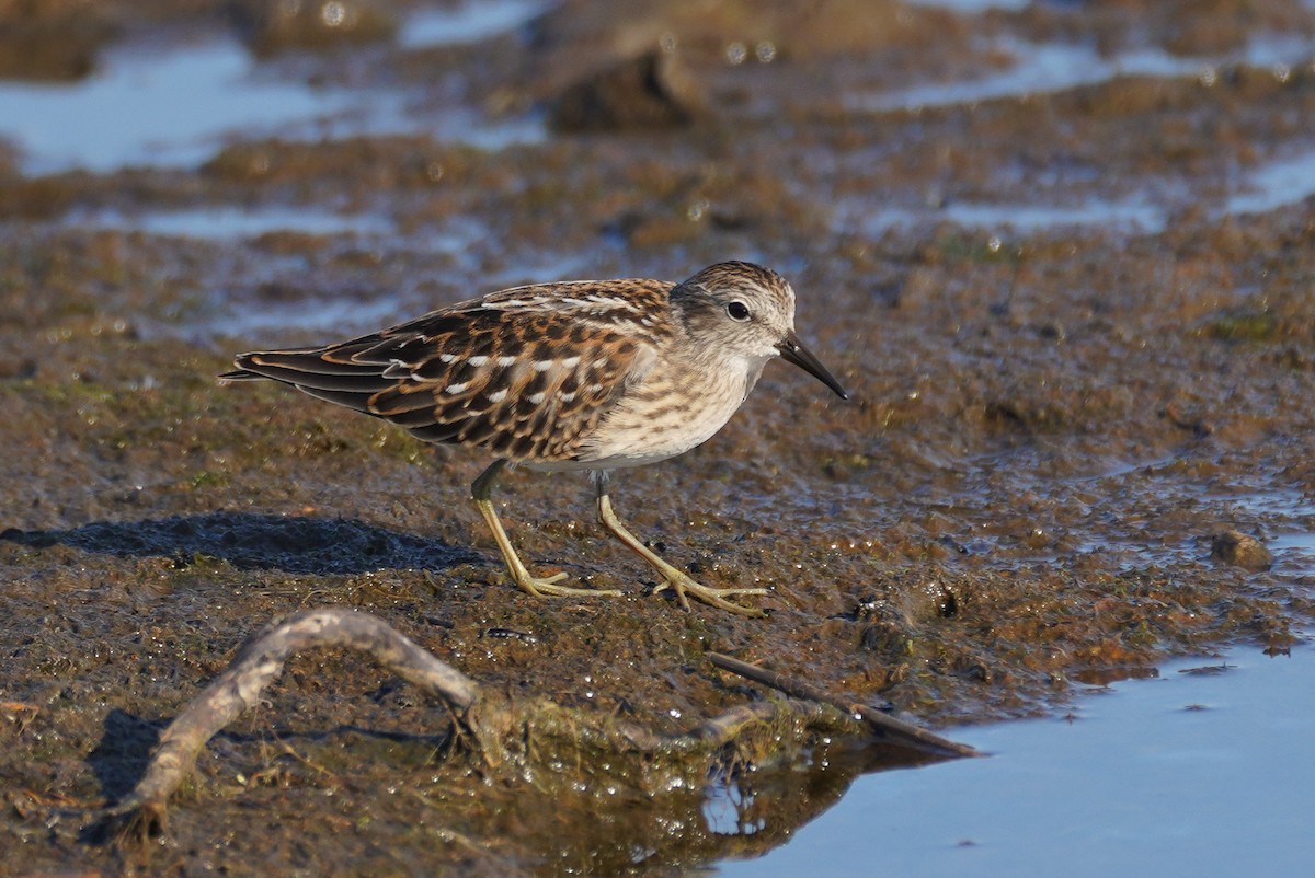 Least Sandpiper - ML557321181