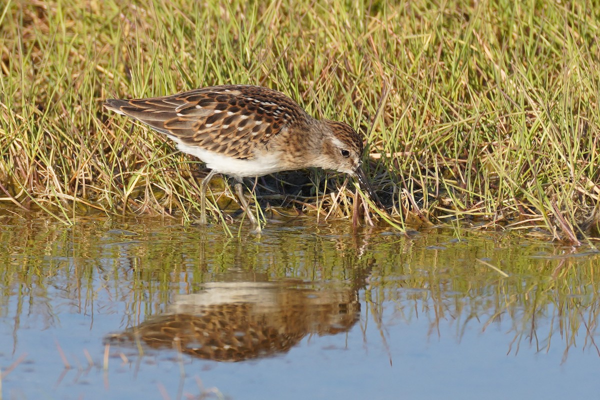 Least Sandpiper - Cameron Eckert