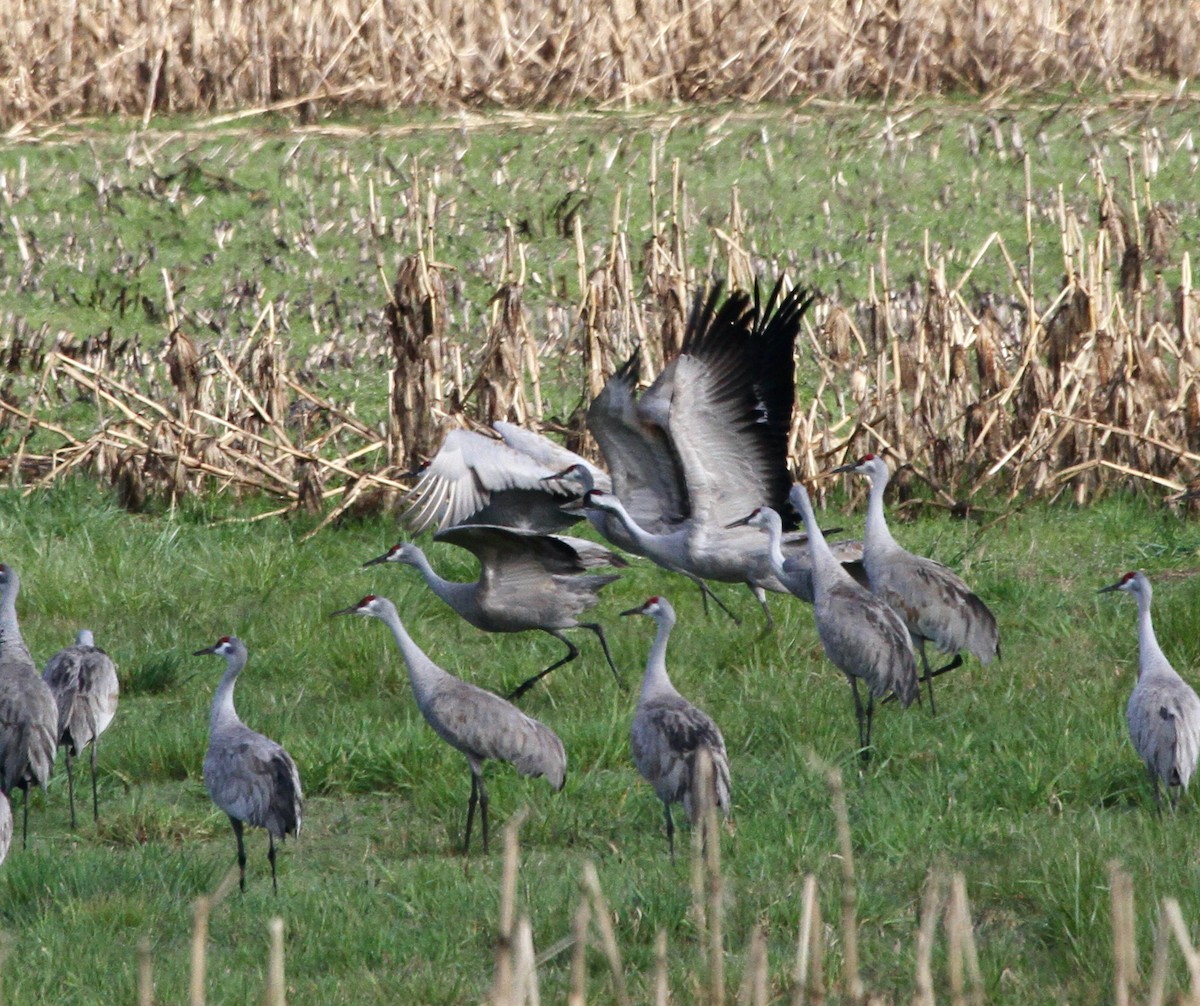 Common Crane - David Irons