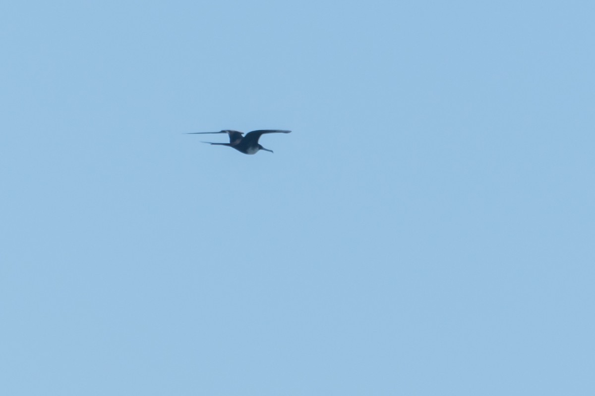 Magnificent Frigatebird - ML557321431