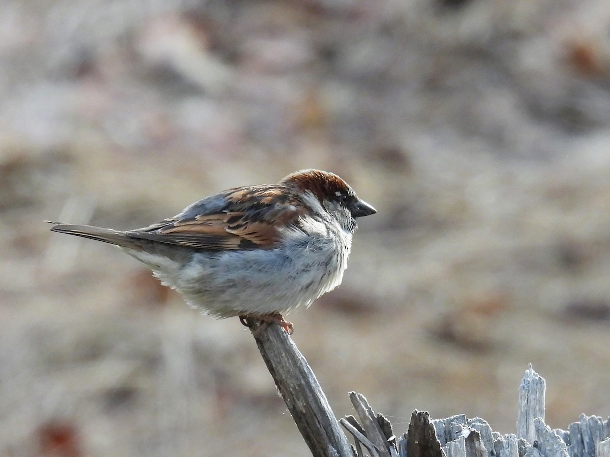 House Sparrow - ML557321741